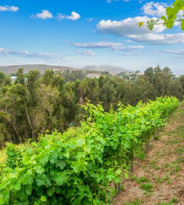 INSIDER — A rare Malibu vineyard with ties to liquor royalty has hit the market for $12.5 million