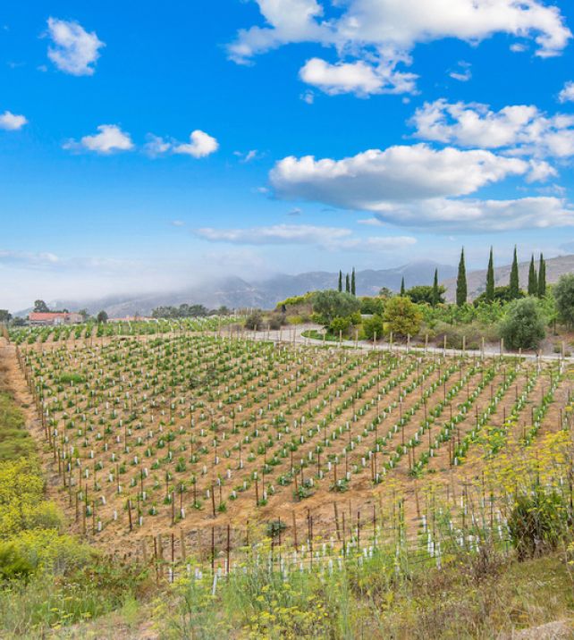 MANSION GLOBAL — Cointreau, Rémy Martin Kin Selling $12.5 Million Malibu Vineyard